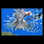 <b>* Killing beauty *</b>