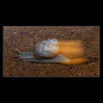 <b>* Midnight expres *</b>