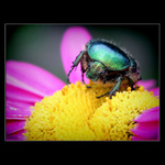 <b>* Pastva nejen pro oči *</b>