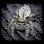 <b>* Můj soused zabiják *</b>