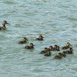 Taková malá kačeří rodinka