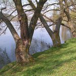 Klid ve stínu starých stromů