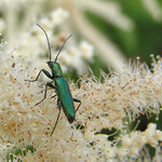 Svět hmyzu 1 - čeleď stehnáčků