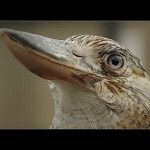 <B>HELE A OSTŘI NA OKO, JÓÓÓ !</B>