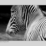 <B>POJĎ ZA MNOU . . . </B>