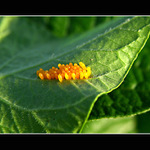 Semeniště hříchu