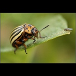 Americko - český dialog.