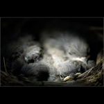 Nečekané probuzení.