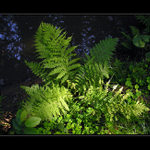 Světlo, voda, kapradina