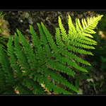 Cesta kapradiny ke světlu