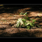 Podvečer zaječíma očima......