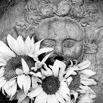 slunečnicový princ