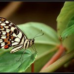 Připravit ke startu...