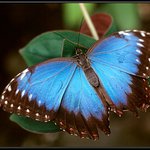 Morpho menelaus
