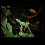 v mechu a kapradi....