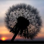 Romantická pampelicha