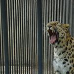 Polední zívaneček...