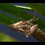 □□□  dreaming about Ripley