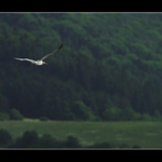 Albatros v zelenom...