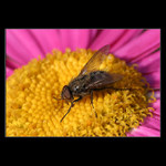 * Bzzzz... *