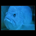 <b>* Modrá deprese *</b>