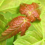 Symetrie