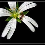 <b>..:Co se děje v trávě:..</b>