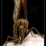 <b>..:Butterfly I:..</b>