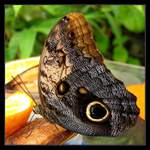<b>..:Butterfly II:..</b>