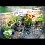 Bota nická zahrádka