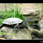 Želva bahenní (Emys orbicularis)