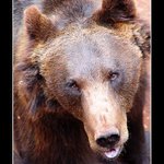 Medvěd hnědý (Ursus arctos)