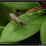 Já malý, hodný, neškodný hmyzáček! :-)