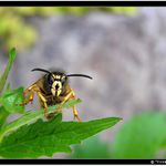 Bojová, odpočívající VOSA Mařenka