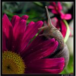 Mám to opylovat, nebo co?