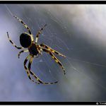 Pavouček Lojzíček