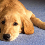 Čtyřměsíční slečna