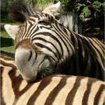 podrbeš nebo nepodrbeš???