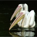 a dovidíš si na konec???