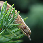 "ssssssssss"