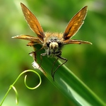 Že na tebe vlítnu...