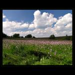 Na hřebenech Krušných hor...