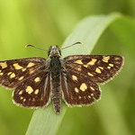 soumračník jitrocelový