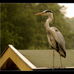 ... jen jedte, ja si Vas nevsimam ...