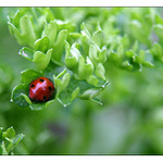 Odpočinek po večeři