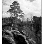 Prachovské skály VI