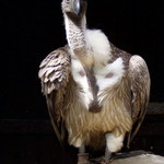 ...když jde o foto...