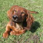 Japonský jozefčík