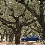 Olivový háj 2004 ÷)