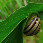 Já si poradím... (šnek 009)